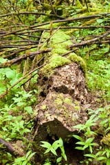 Close up of decaying logs on the forest floor, surrounded by lush green foliage including ferns, oxalis (clover), neon green moss, fallen leaves and fresh spring growth.