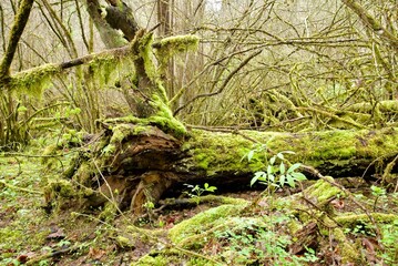 Close up of decaying logs on the forest floor, surrounded by lush green foliage including ferns,...