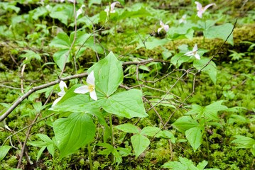 Close up of pacific trillium (Trillium ovatum) flowers growing out of the forest floor, surrounded by other bright green lush foliage.