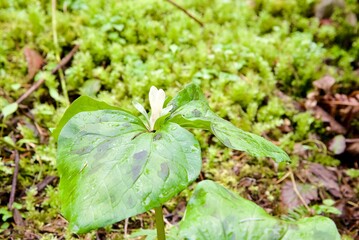 Close up of Giant White Wakerobin (Trillium albidum) flowers growing out of the forest floor, surrounded by other bright green lush foliage.