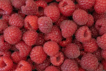 Fresh Organic Raspberries Close-Up. Natural Red Berries Background.
