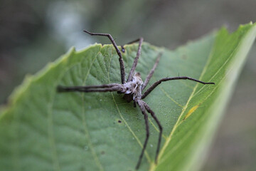 A spider sits on a green leaf, staring directly at the camera