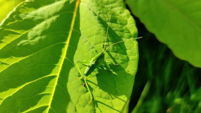 A grasshopper sits on a leaf