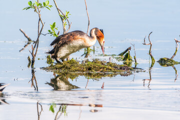 Great Crested Grebe, Podiceps cristatus, water bird sitting on the nest, nesting time on the green...