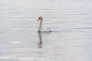 Graceful white Swan swimming in the lake, swans in the wild. Portrait of a white swan swimming on a lake.