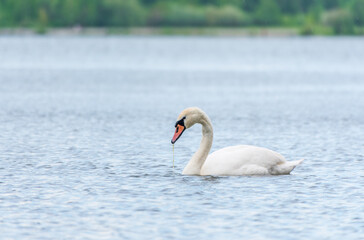 Graceful white Swan swimming in the lake, swans in the wild. Portrait of a white swan swimming on a lake.