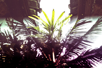 Tropical Palm Leaves Framed by Traditional Wooden Architecture - 2