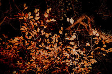 Autumn Leaves on Tree at Night. Creepy red orange branches in the dark