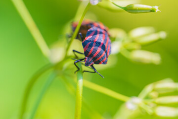 アカスジカメムシ