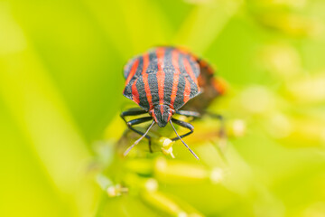 アカスジカメムシ