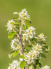 White blossoming apple trees in the sunset light. Spring season, spring colors.