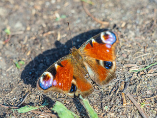 Peacock butterfly on the ground among the grass