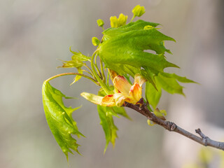 Blooming Norway Maple, Acer platanoides, in beautiful light