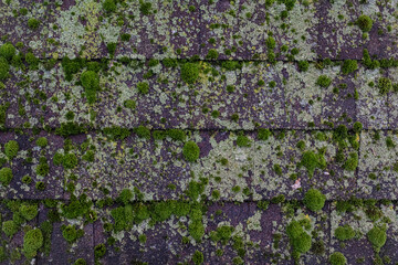 Moss and Lichen Growing on Aged Asphalt Roof Shingles