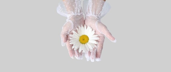 Female hands in lace gloves holding chamomile flower on grey background, top view