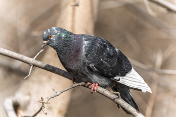 The fat pigeon sitting on a branch.