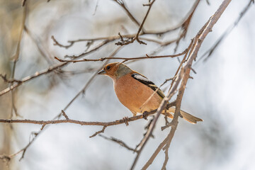 Common chaffinch, Fringilla coelebs, sits on a tree. Common chaffinch in wildlife.