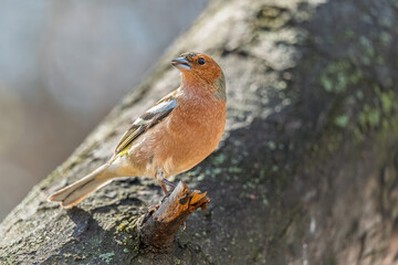Common chaffinch, Fringilla coelebs, sits on a tree. Common chaffinch in wildlife.