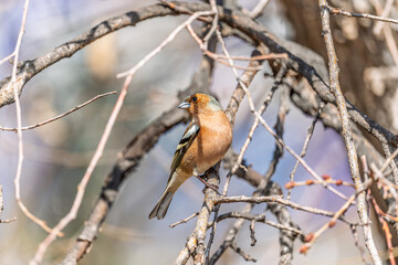 Common chaffinch, Fringilla coelebs, sits on a tree. Common chaffinch in wildlife.