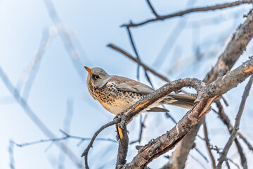 Fieldfare is sitting on branch in winter or autumn on blue sky background.