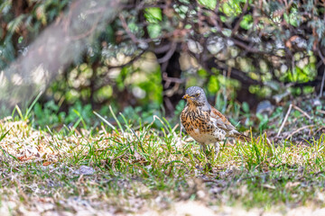 Wood bird Fieldfare, Turdus pilaris, on a sprng lawn.