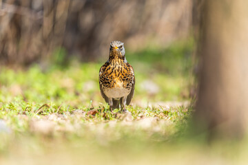 Wood bird Fieldfare, Turdus pilaris, on a sprng lawn.