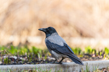 Hooded crow, corvus cornix, standing on the lawn in the spring or summer