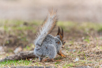 Squirrel in autumn or spring with nut on the green grass with fallen yellow leaves