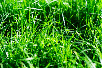 Macro photograph showing fresh green grass blades outdoors. Useful for backgrounds, nature themes, and lawn care concepts.