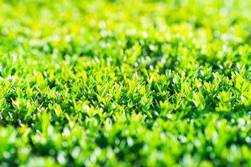 Bright green hedge leaves in sharp focus, showing natural texture and healthy growth. Useful for...