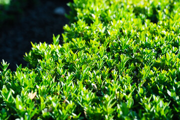Dense green bush leaves are shown in natural sunlight, suitable for illustrating gardening,...