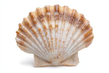 Isolated empty shell of Pecten maximus on white background Closeup of a beautiful fan shaped bivalve mollusk shell