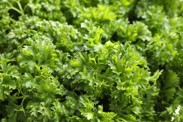 Fresh curly parsley as background, closeup view