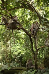 Cute monkeys sitting on tree in forest