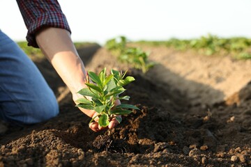 Man planting seedling in soil outdoors, closeup