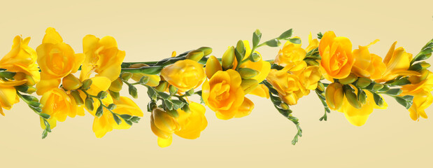 Beautiful yellow freesia flowers on color background. Banner design