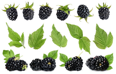 Fresh blackberries and green leaves on white background, collage