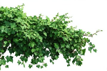 Obraz premium Lush green ivy cutout Summer climbing plant isolated on white High quality mask for professional use