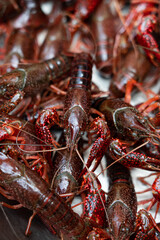 Lots of live crawfish caught for further cooking. 