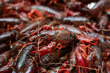 Lots of live crawfish caught for further cooking. 