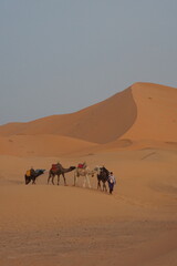 Dromedary camels in the Sahara desert, Morocco