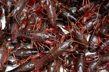 Lots of live crawfish caught for further cooking. 