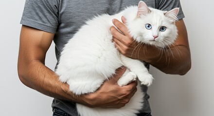 Man Holding Fluffy White Cat with Blue Eyes Isolated on White Background in Studio Setting with Gentle Lighting and Soft Fur