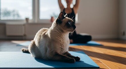 Serene Siamese Cat Meditating on Blue Yoga Mat in Sunlit Studio with Blurred Silhouette of Person Doing Yoga in Background Using 50mm Lens Calm Atmosphere