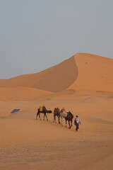 Dromedary camels in the Sahara desert, Morocco
