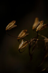枯れたユリの花殻