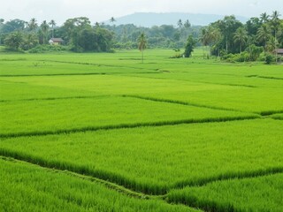 Green Paddy Field Landscape in Kedah, Malaysia