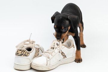 Small puppy dog chewing shoe