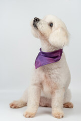 Charming white poodle dog