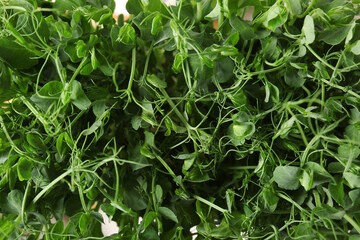 Fresh peas micro green as background, closeup